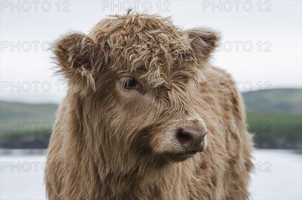 Scottish Highland Cattle