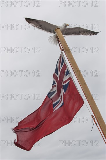 European Herring Gull (Larus argentatus) landing on a flagpole with a flag of the British Merchant Navy