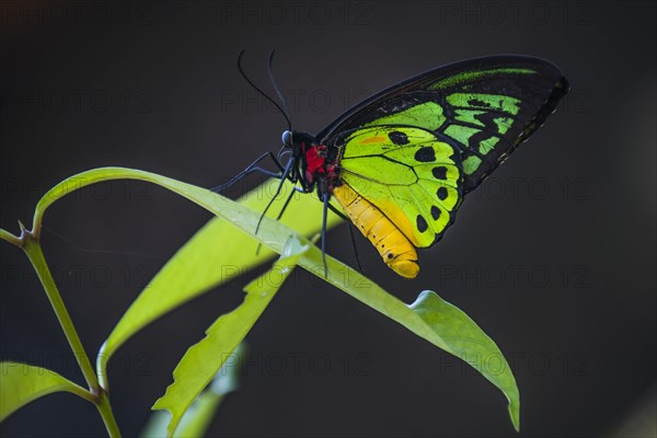 Goliath Birdwing (Ornithoptera goliath samson hybrid)