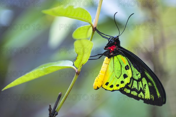 Goliath Birdwing (Ornithoptera goliath samson hybrid)