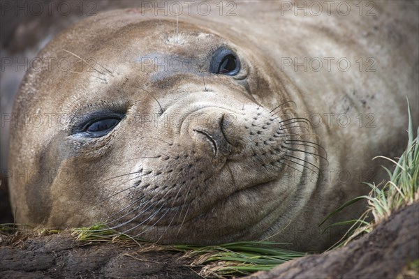 Southern Elephant Seal (Mirounga leonina)