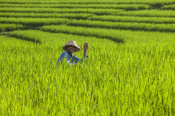 Worker in rice terraces