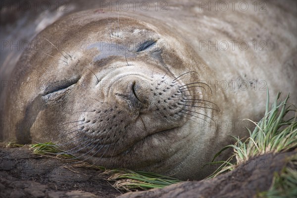 Southern Elephant Seal (Mirounga leonina) female