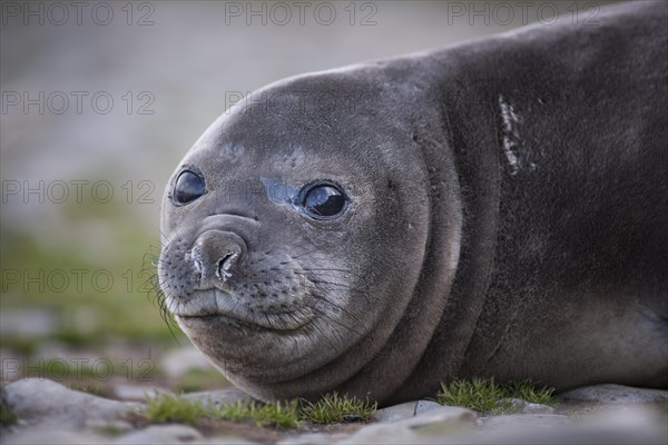 Southern Elephant Seal (Mirounga leonina)