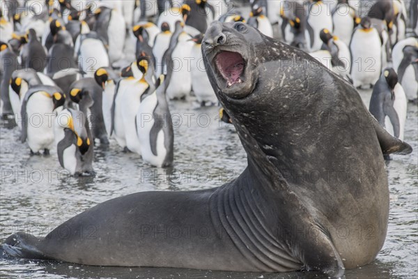 Southern Elephant Seal (Mirounga leonina)