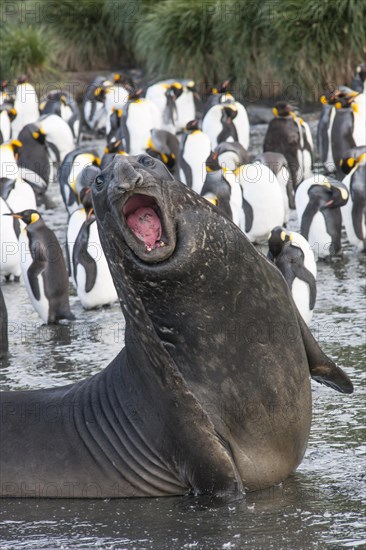 Southern Elephant Seal (Mirounga leonina)