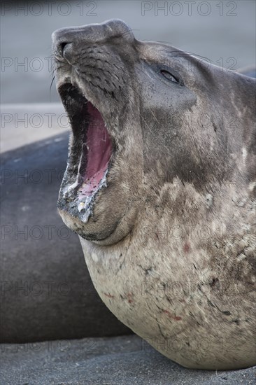 Southern Elephant Seal (Mirounga leonina)