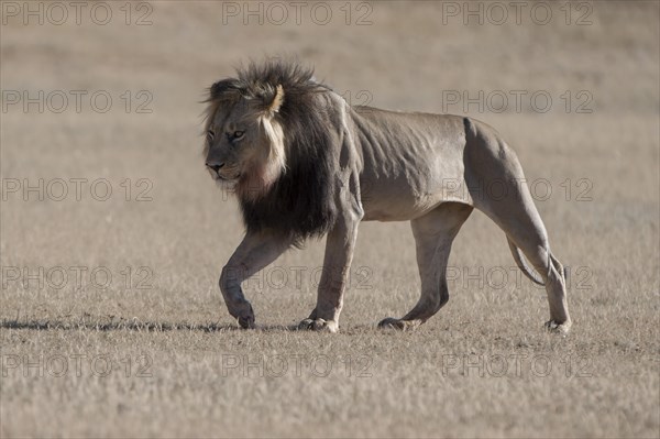 Lion (Panthera leo)