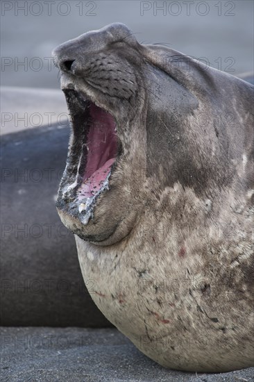 Southern Elephant Seal (Mirounga leonina)