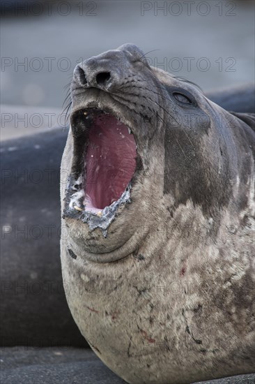Southern Elephant Seal (Mirounga leonina)
