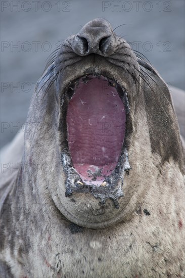 Southern Elephant Seal (Mirounga leonina)