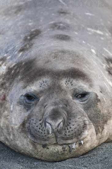 Southern Elephant Seal (Mirounga leonina)