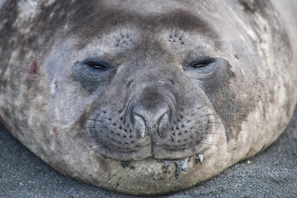 Southern Elephant Seal (Mirounga leonina)