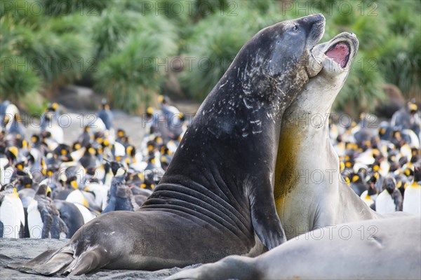 Southern Elephant Seals (Mirounga leonina)