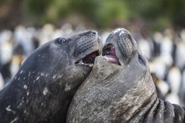 Southern Elephant Seals (Mirounga leonina)