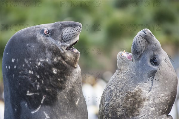 Southern Elephant Seals (Mirounga leonina)