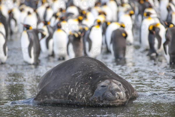 Southern Elephant Seal (Mirounga leonina)