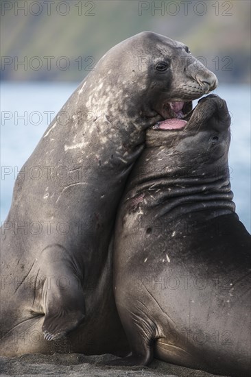 Southern Elephant Seals (Mirounga leonina)