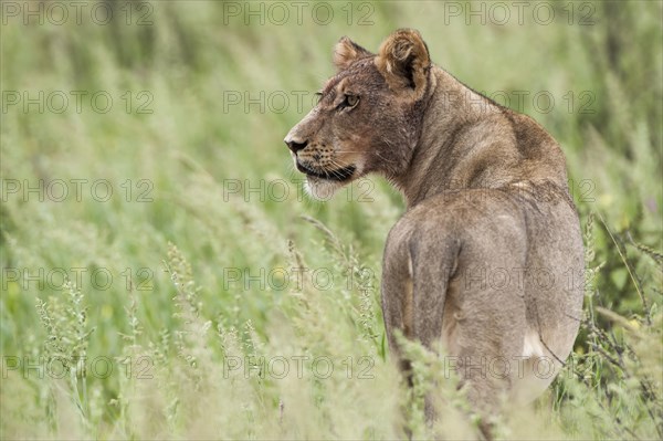 Lion (Panthera leo)