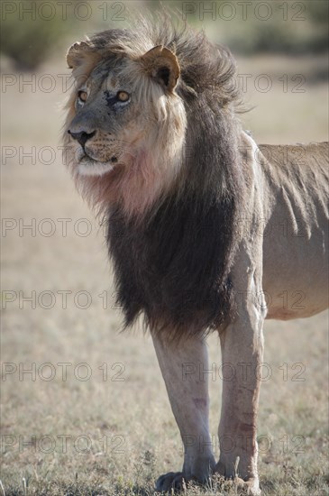 Lion (Panthera leo)