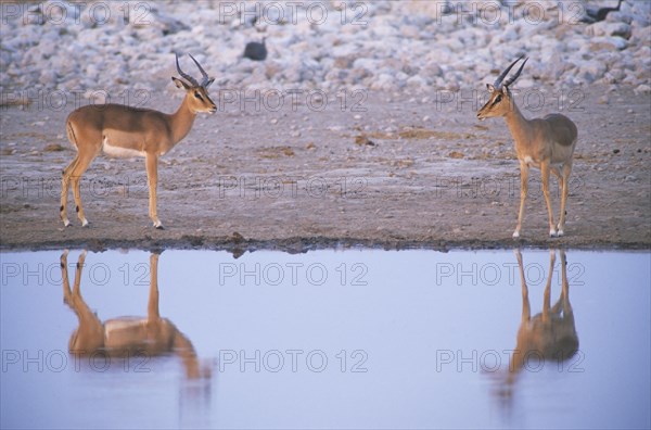 Young male Blacked-faced Impalas or Black-faced Impalas (Aepyceros melampus petersi) standing at a waterhole