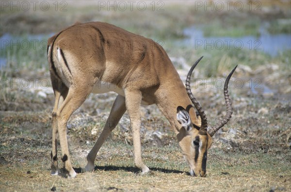 Blacked-faced Impala or Black-faced Impala(Aepyceros melampus petersi) grazing