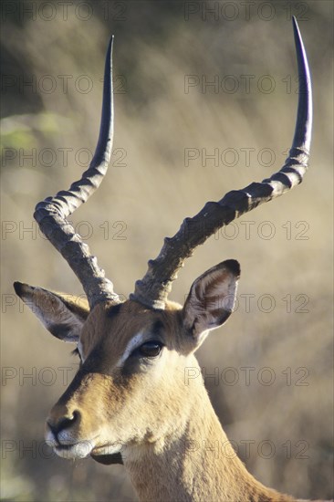 Blacked-faced Impala or Black-faced Impala (Aepyceros melampus petersi)