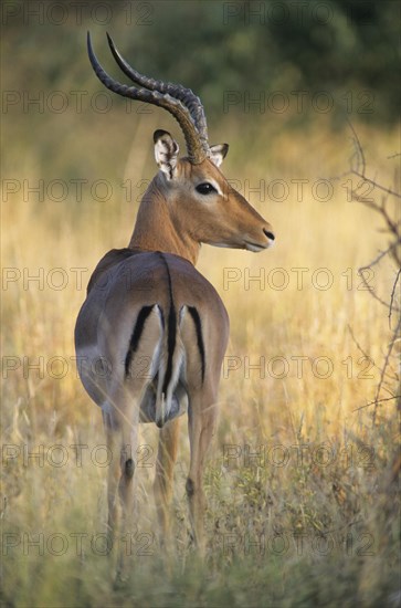 Blacked-faced Impala or Black-faced Impala (Aepyceros melampus petersi)