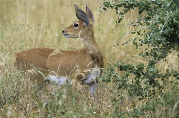 Steenbok (Raphicerus campestris)