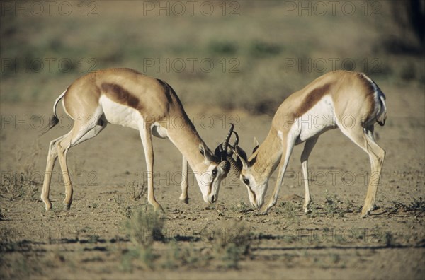 Two Springboks (Antidorcas marsupialis) fighting