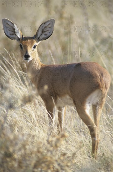 Steenbok (Raphicerus campestris)