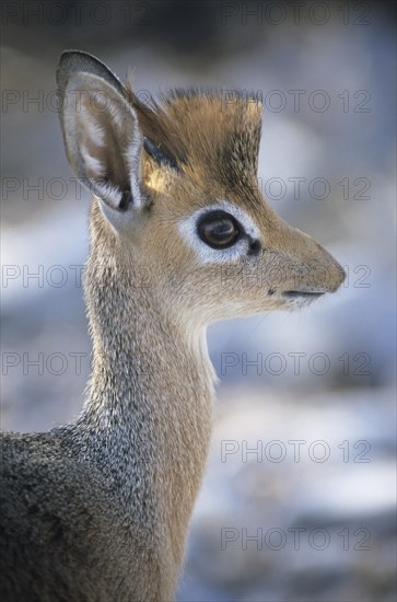 Kirk's Dik-dik (Madoqua kirkii)