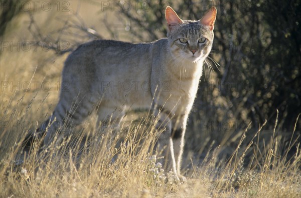 African wildcat (Felis lybica)