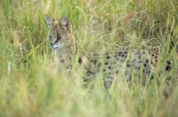 Serval (Felis serval)