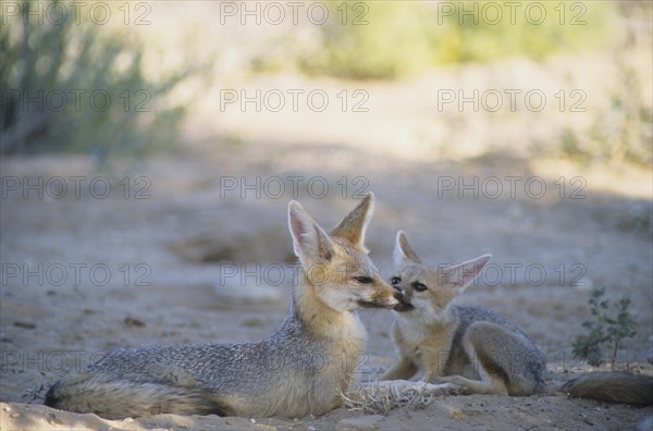 Cape fox (Vulpes chama)