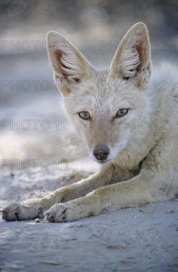 Black-backed Jackal (Canis mesomelas) with pigmentary abnormality of the fur