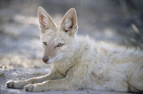 Black-backed Jackal (Canis mesomelas) with pigmentary abnormality of the fur