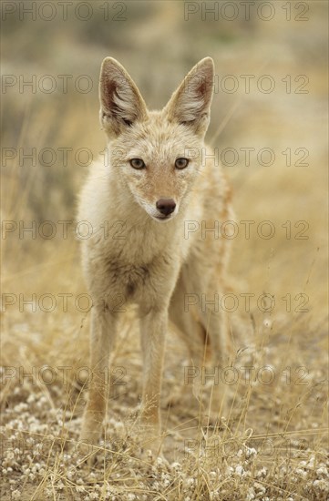 Black-backed Jackal (Canis mesomelas) with pigmentary abnormality of the fur