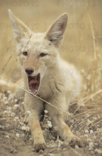 Black-backed Jackal (Canis mesomelas) with pigmentary abnormality of the fur