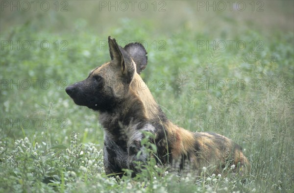 African Wild Dog (Lycaon pictus)