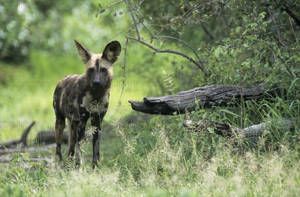 African Wild Dog (Lycaon pictus)