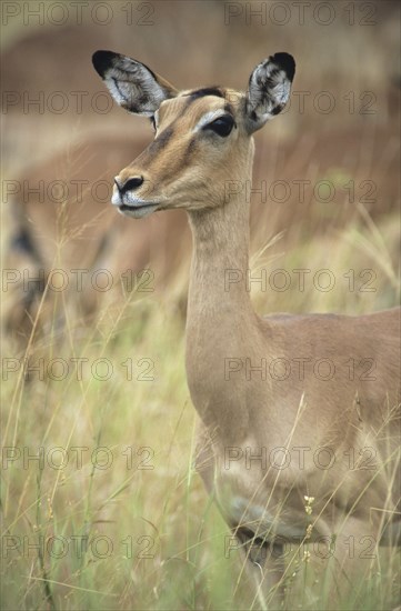 Impala (Aepyceros melampus)