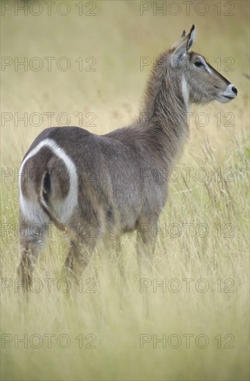 Waterbuck antelope (Kobus ellipsiprymnus)
