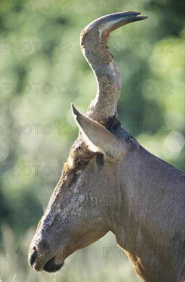 Hartebeest (Alcelaphus buselaphus)