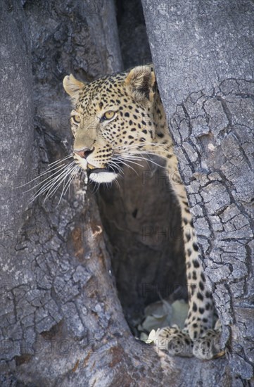 Leopard (Panthera pardus)