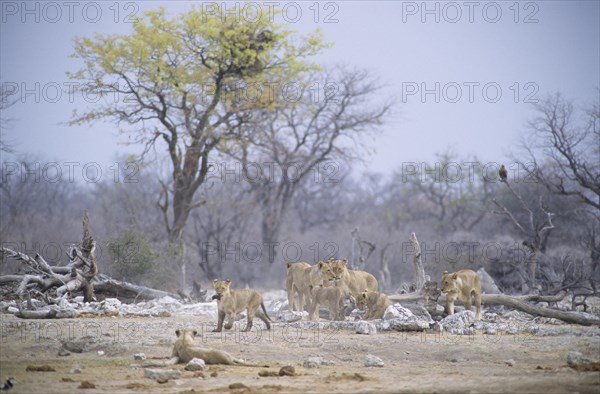 Lions (Panthera leo)