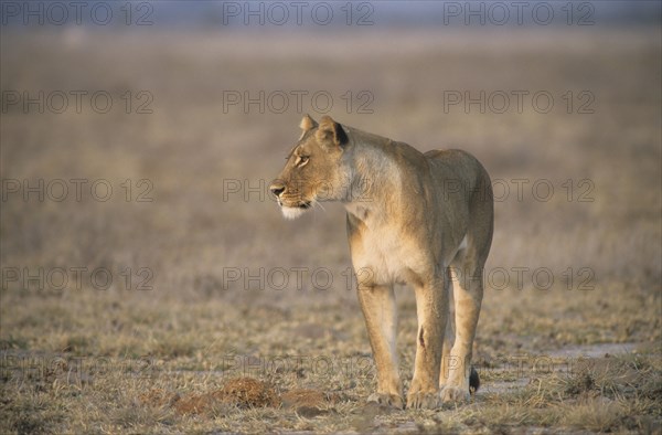 Lion (Panthera leo)