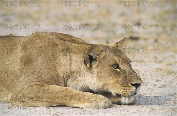 Lion (Panthera leo)