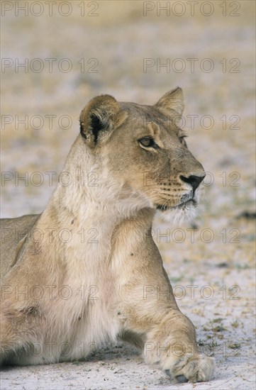 Lion (Panthera leo)