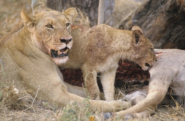 Lioness (Panthera leo) with a cub feeding on captured prey